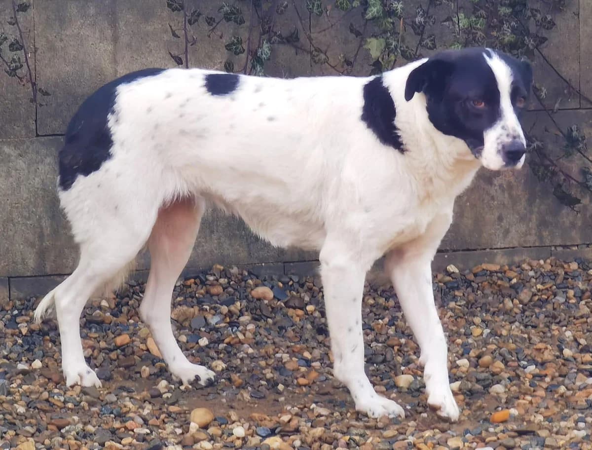 Astird, female 5yo Mixed Breed for adoption at Förderverein Tiernothilfe Siebenbürgen e.V.