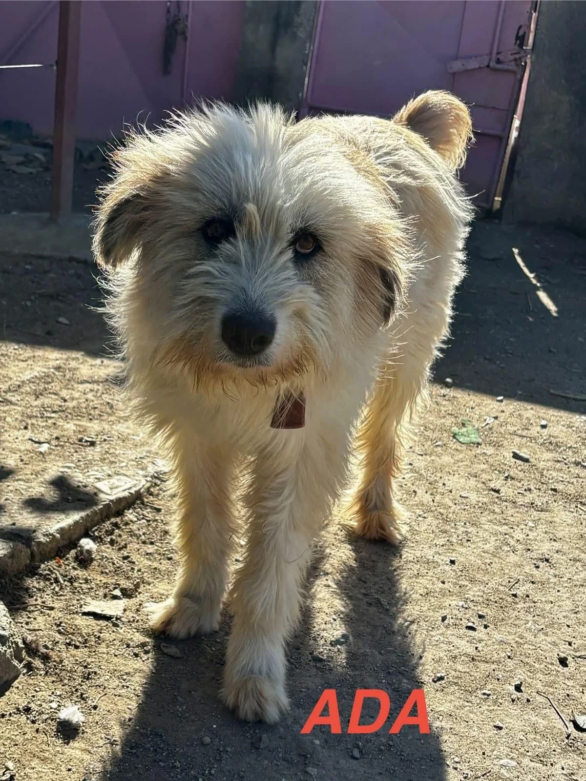 Ada wünscht sich eine liebevolle Familie, female 3yo Mixed Breed for adoption at Förderverein Tiernothilfe Siebenbürgen e.V.