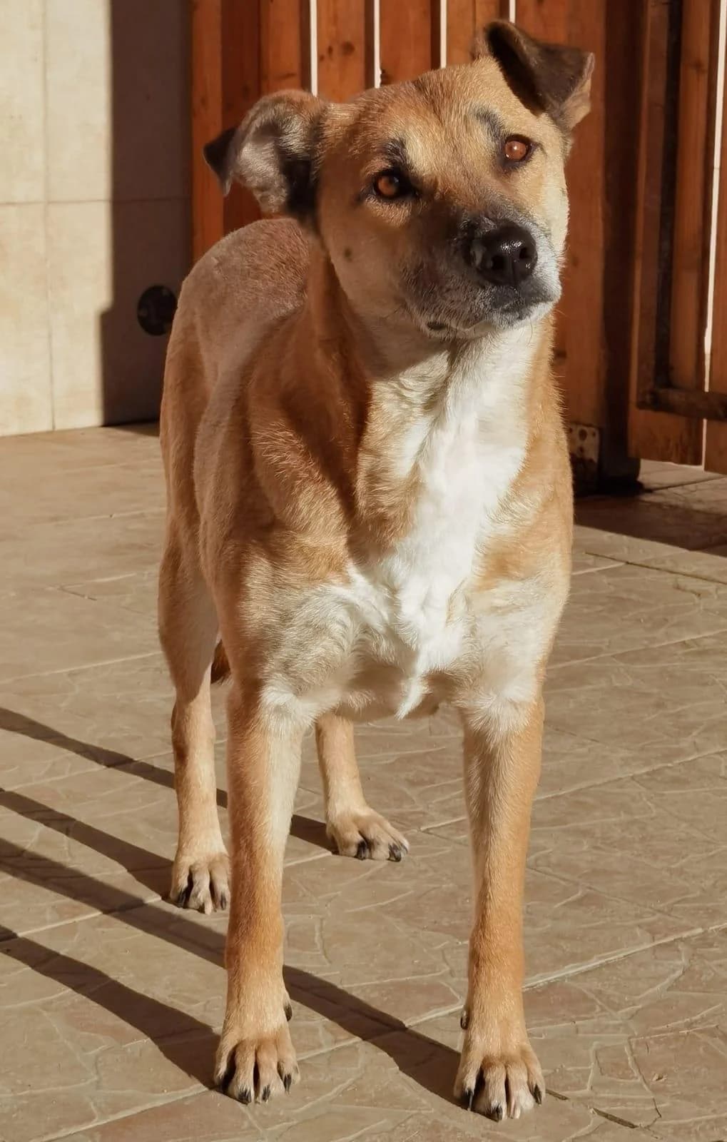 Olga, female senior Mixed Breed for adoption at Förderverein Tiernothilfe Siebenbürgen e.V.