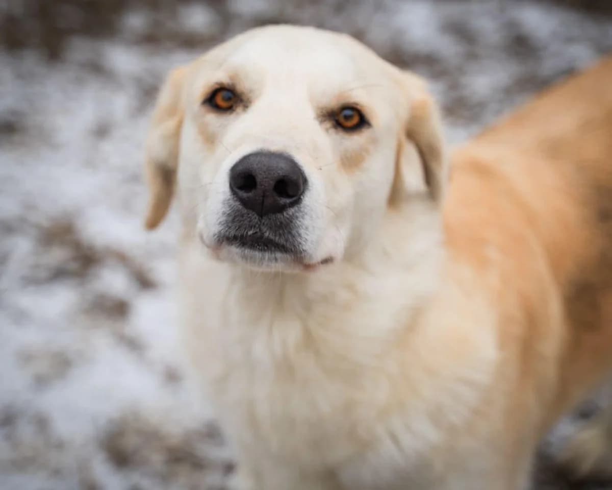 Cezar, male 3yo Mixed Breed for adoption at Förderverein Tiernothilfe Siebenbürgen e.V.