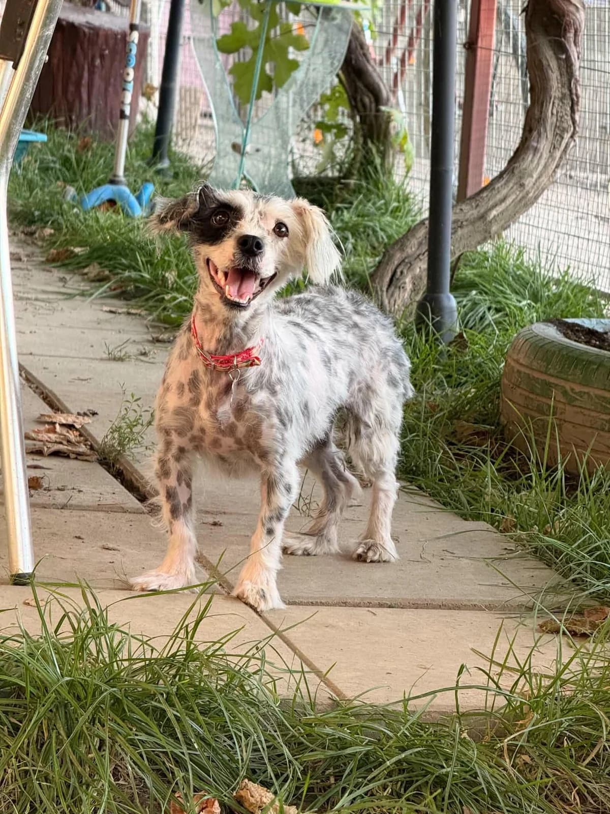 Sandy, female young Mixed Breed for adoption at Förderverein Tiernothilfe Siebenbürgen e.V.