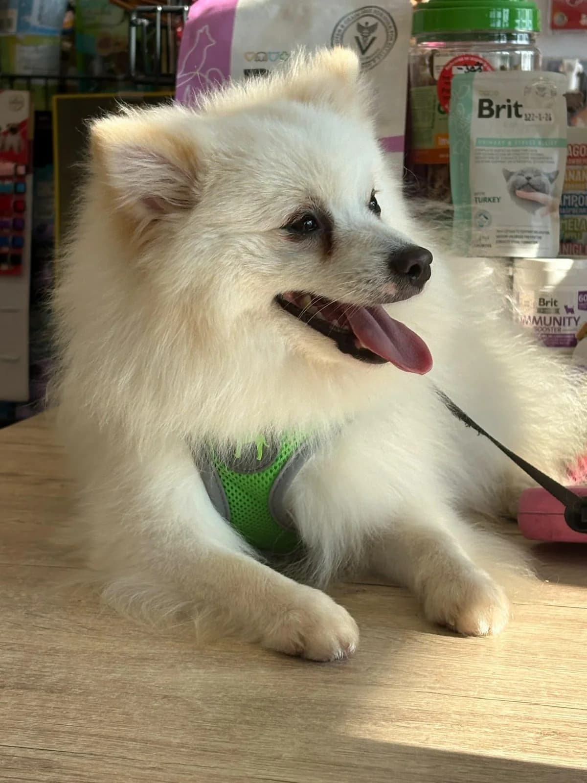 Yuki, male young Mixed Breed for adoption at Förderverein Tiernothilfe Siebenbürgen e.V.