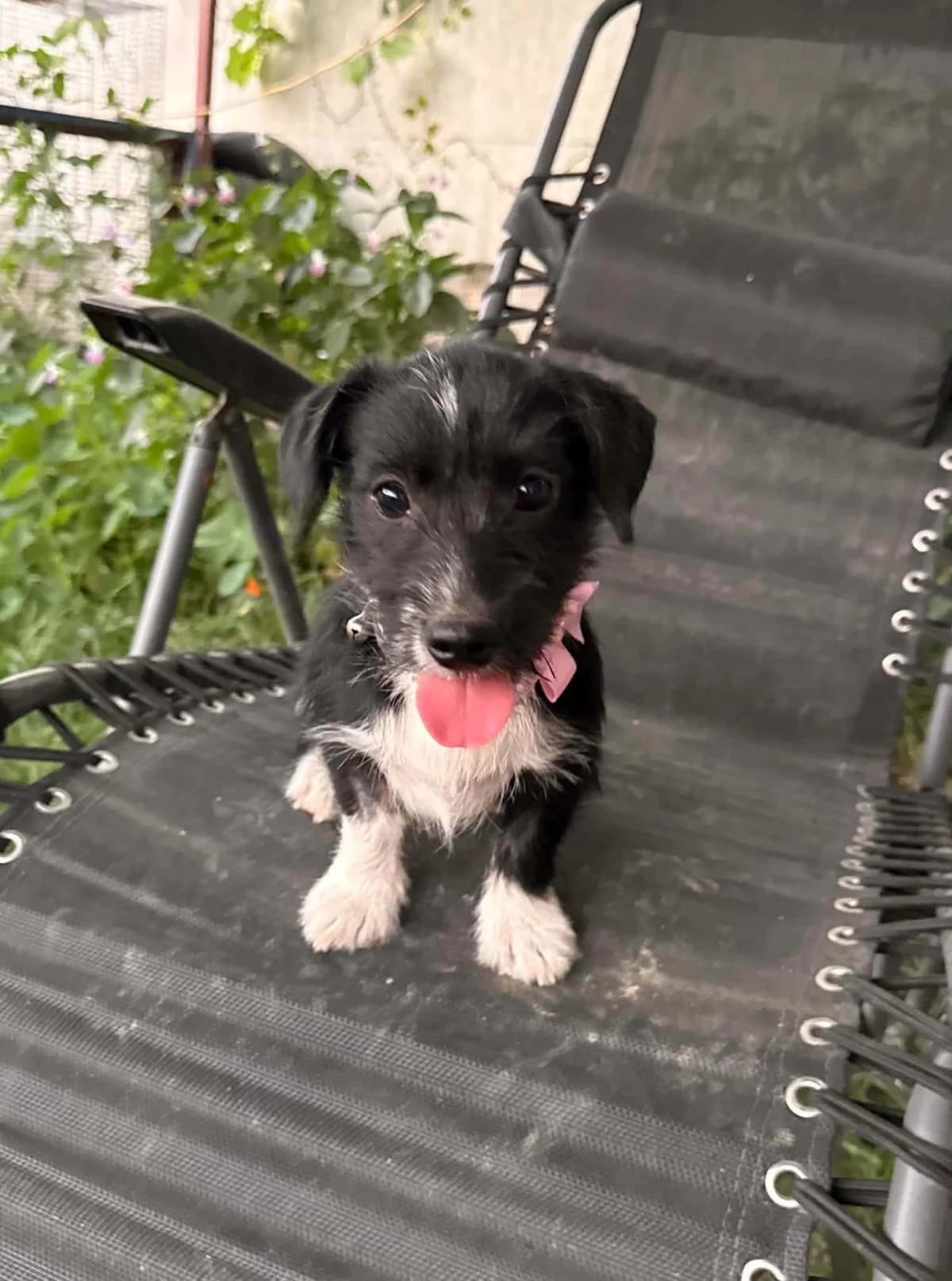Peppa Welpe, female puppy Mixed Breed for adoption at Förderverein Tiernothilfe Siebenbürgen e.V.