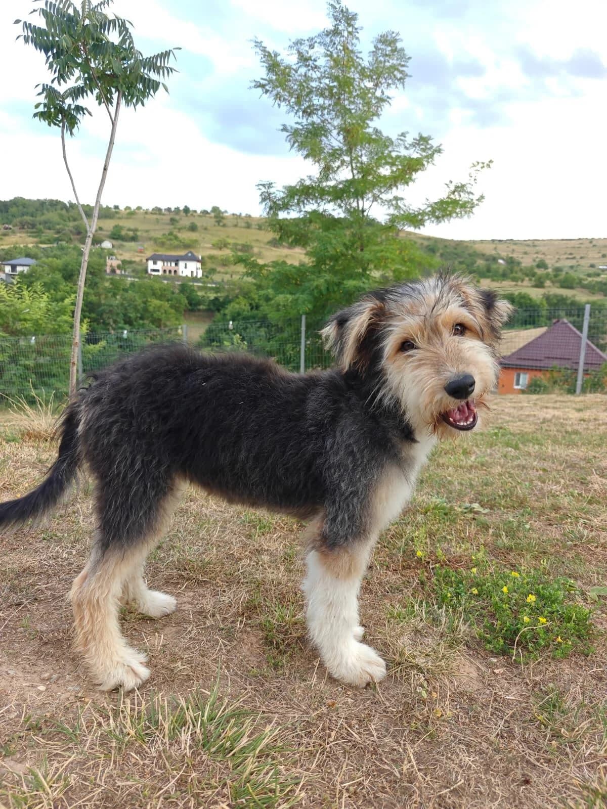 Joy Welpe, female puppy Mixed Breed for adoption at Förderverein Tiernothilfe Siebenbürgen e.V.