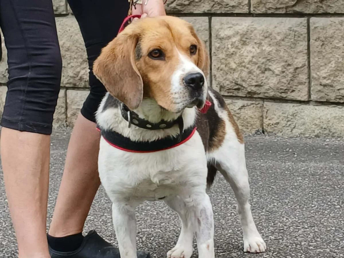 Rex, male young Mixed Breed for adoption at Förderverein Tiernothilfe Siebenbürgen e.V.