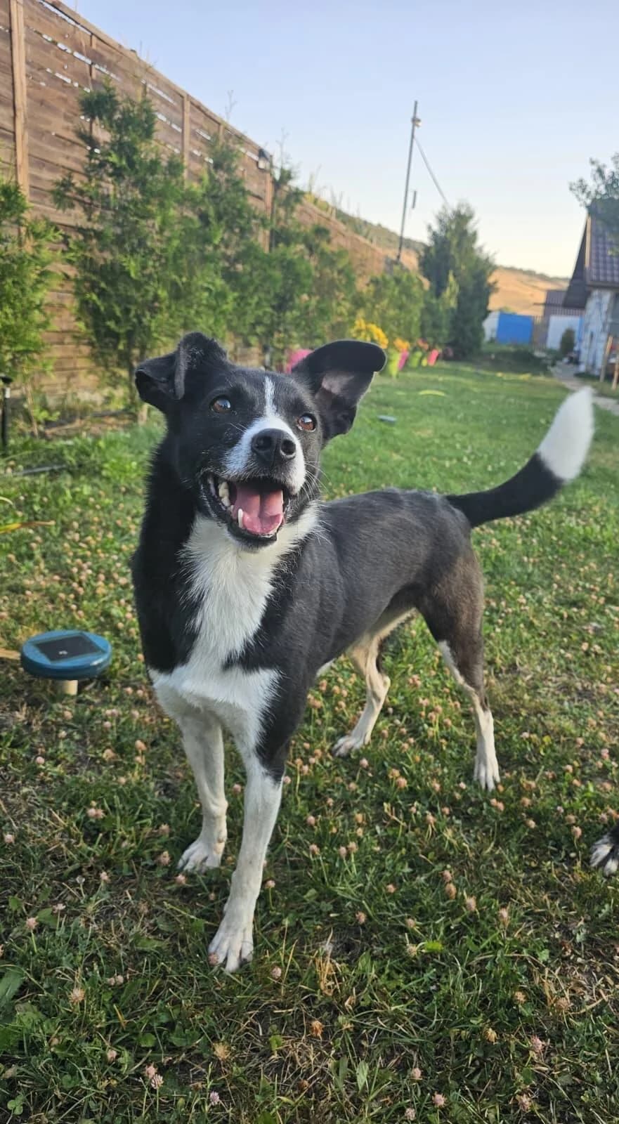 Codita, 4yo Mixed Breed for adoption at Förderverein Tiernothilfe Siebenbürgen e.V.