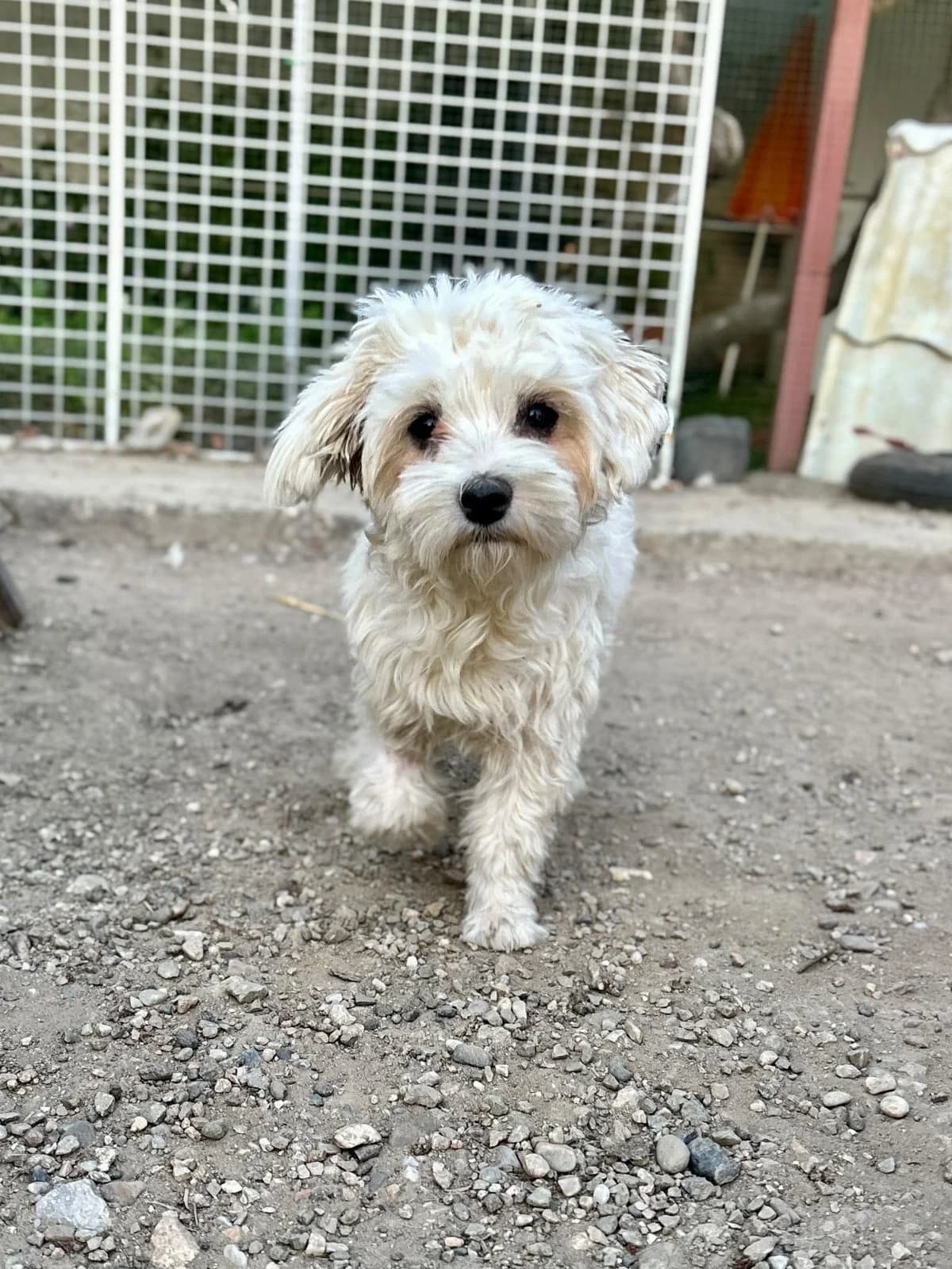 Karina, female young Mixed Breed for adoption at Förderverein Tiernothilfe Siebenbürgen e.V.