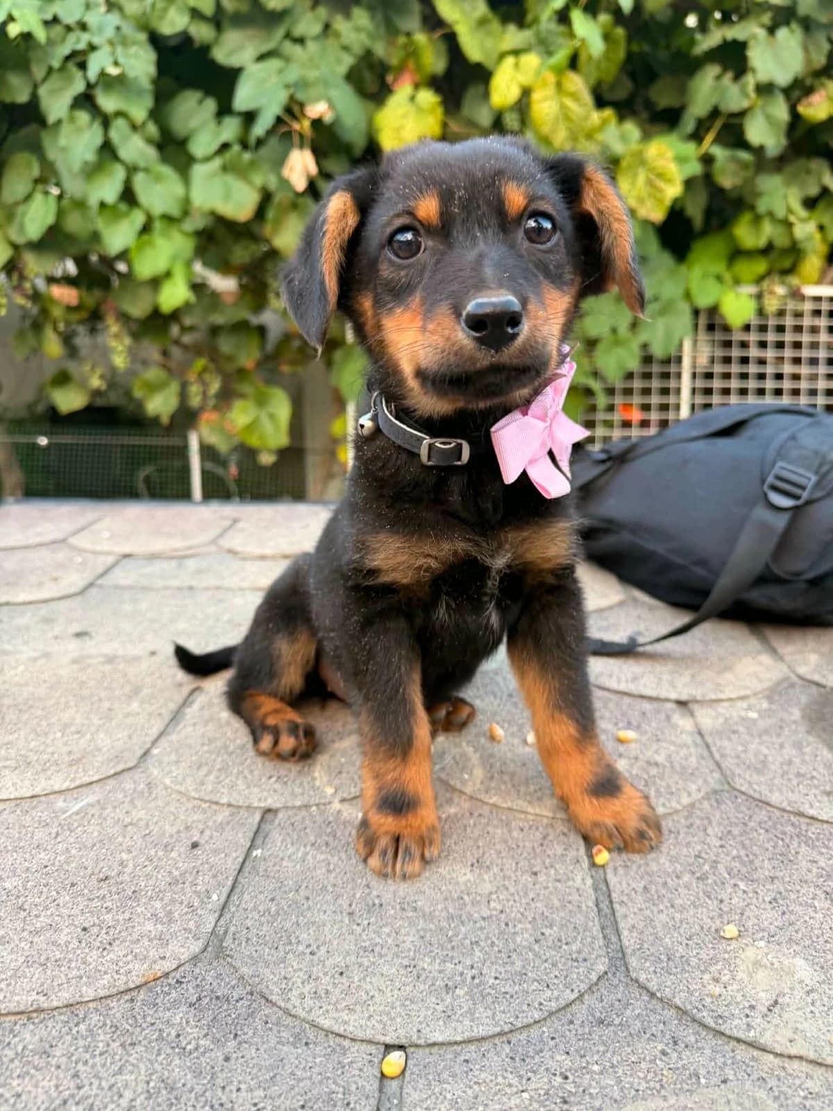 Nora Welpe, female puppy Mixed Breed for adoption at Förderverein Tiernothilfe Siebenbürgen e.V.