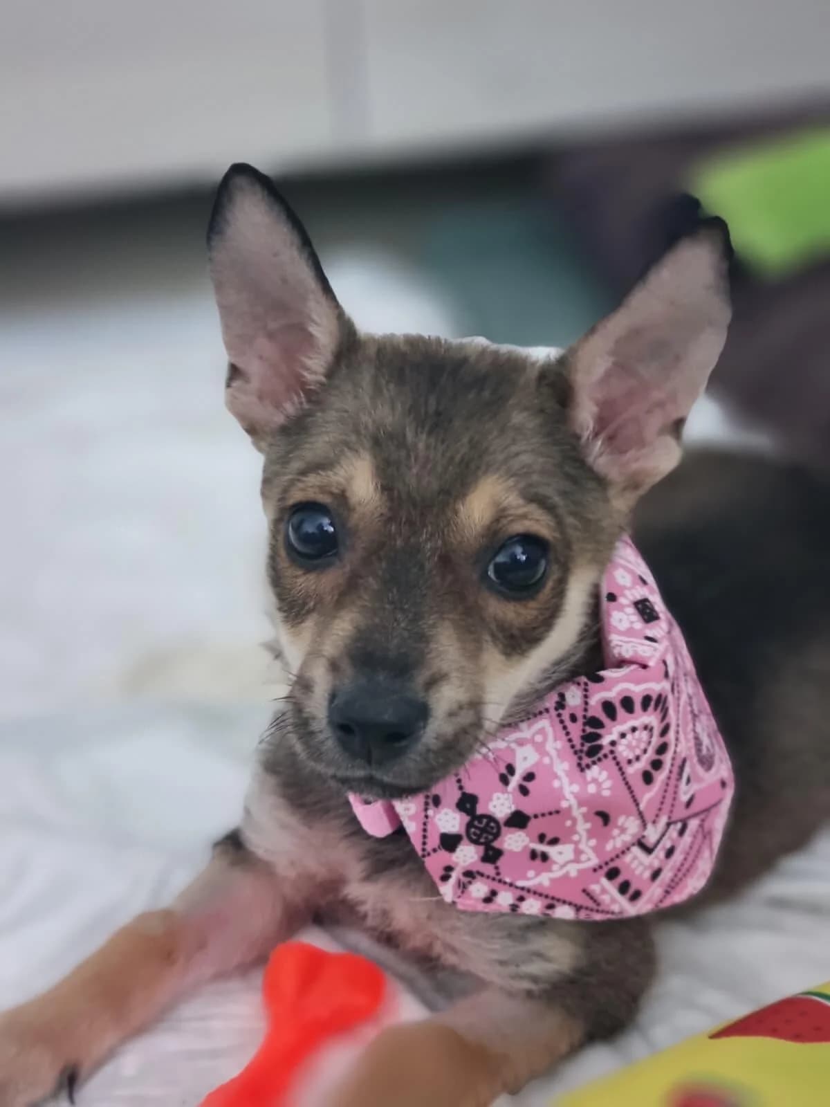 Miracle Welpe, female puppy Mixed Breed for adoption at Förderverein Tiernothilfe Siebenbürgen e.V.