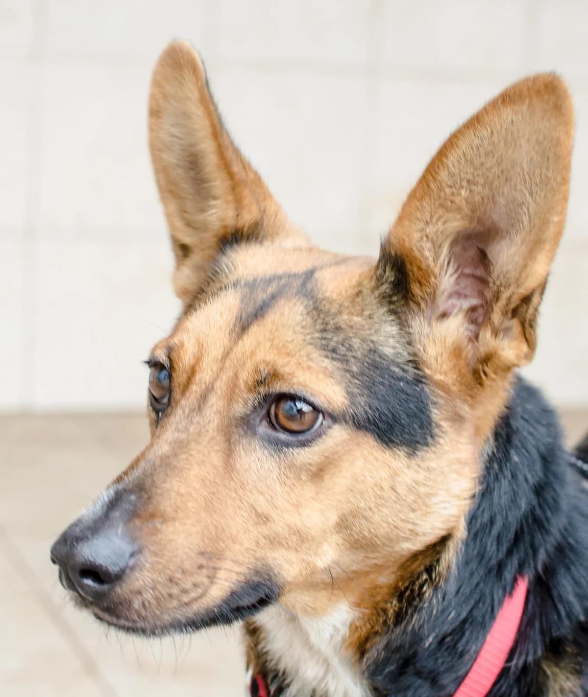 Queenie, female 5yo Mixed Breed for adoption at Förderverein Tiernothilfe Siebenbürgen e.V.