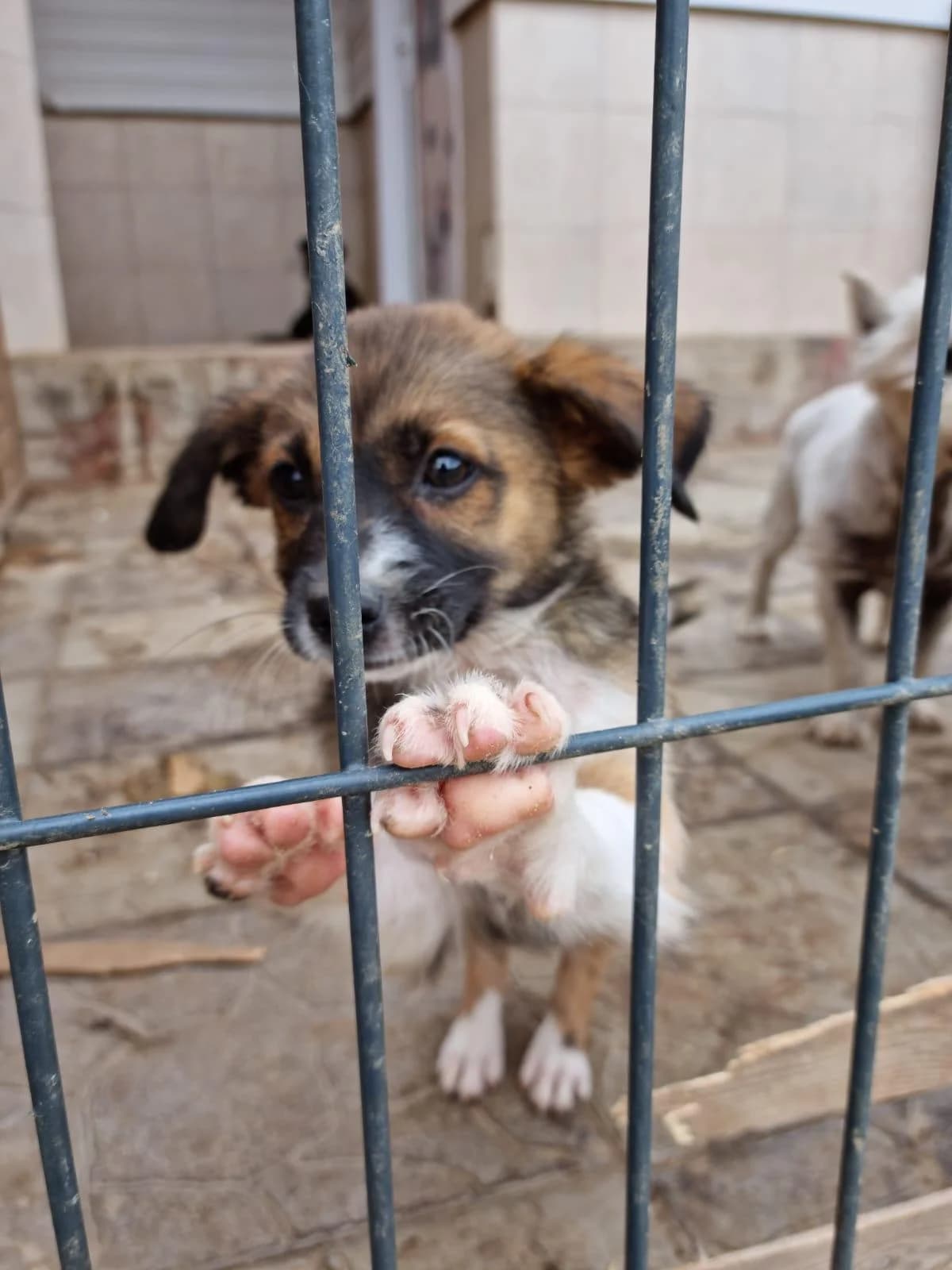 Pflegestellen gesucht, female young mixed breed for adoption at Förderverein Tiernothilfe Siebenbürgen e.V.