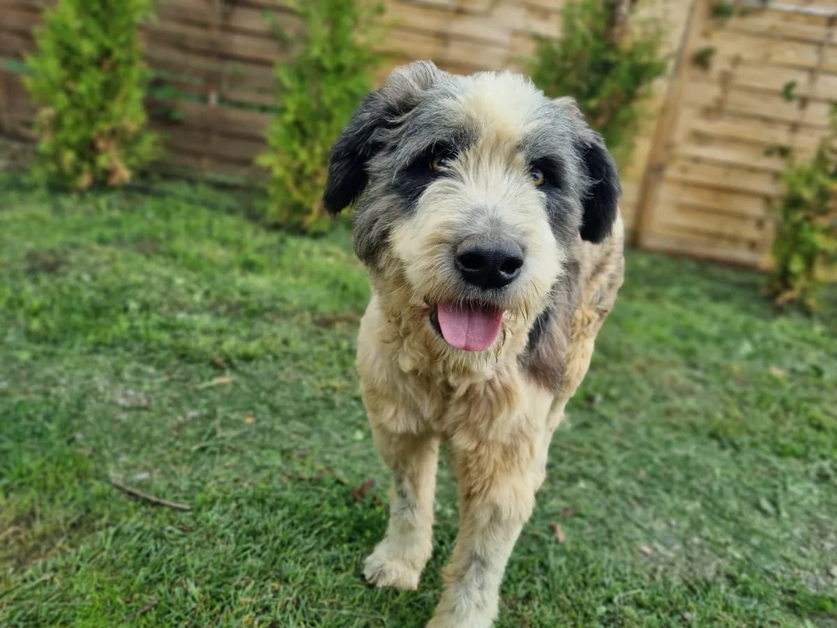 Haiduc der Große, male 6yo Mixed Breed for adoption at Förderverein Tiernothilfe Siebenbürgen e.V.