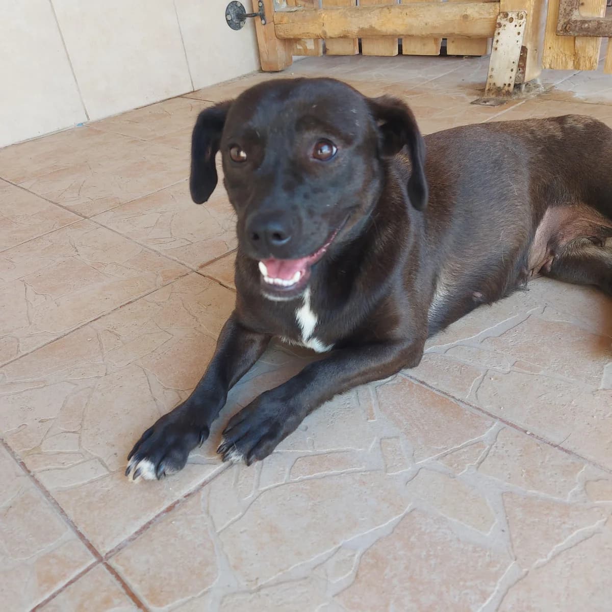 Coco, female young Mixed Breed for adoption at Förderverein Tiernothilfe Siebenbürgen e.V.