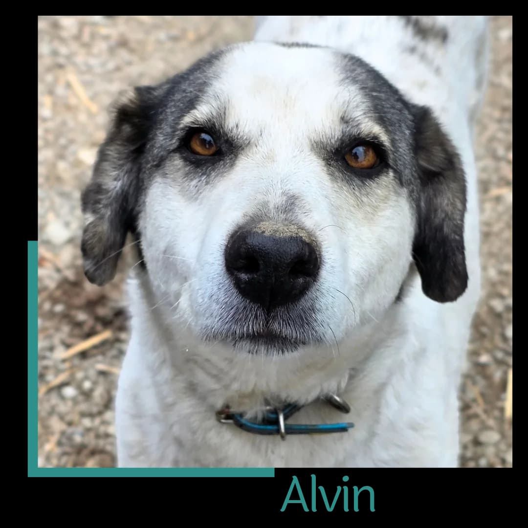 Alvin, male senior Mixed Breed for adoption at Tiernothilfe Zweite Chance e.V., Bitterfeld - Wolfen