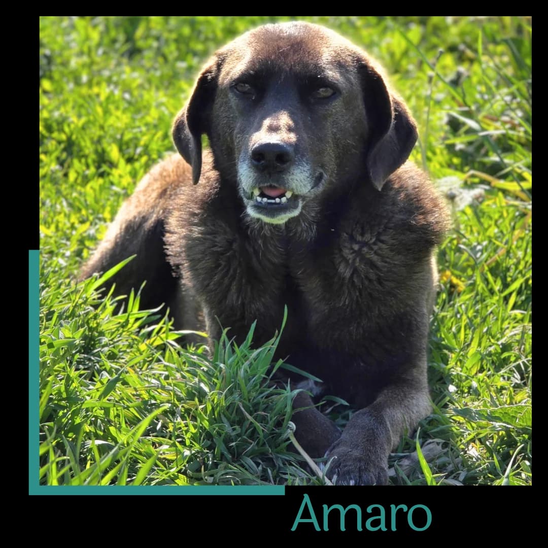 Amaro, male 4yo Mixed Breed for adoption at Tiernothilfe Zweite Chance e.V., Bitterfeld - Wolfen