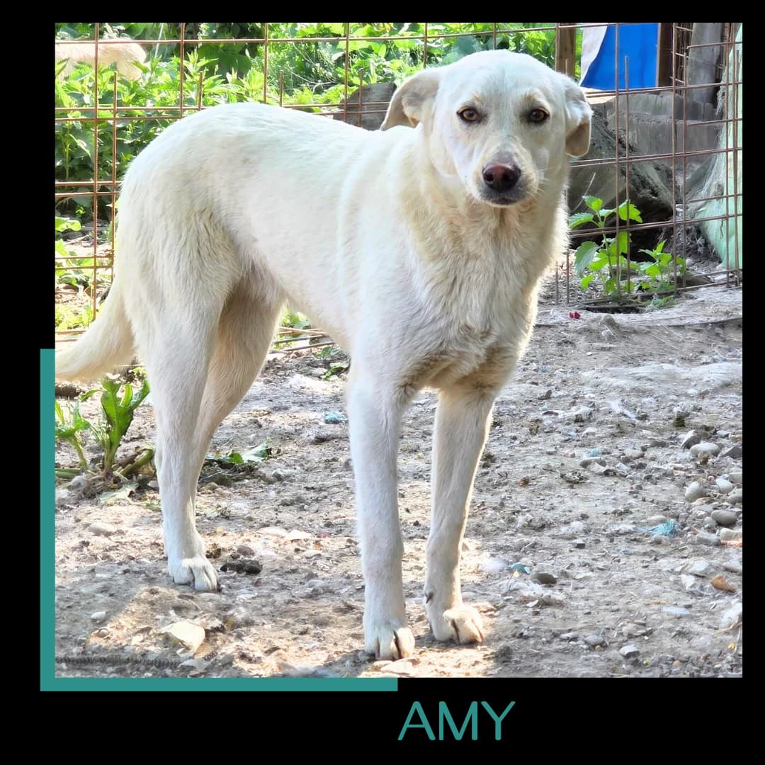 Amy, female young Mixed Breed for adoption at Tiernothilfe Zweite Chance e.V., Bitterfeld - Wolfen