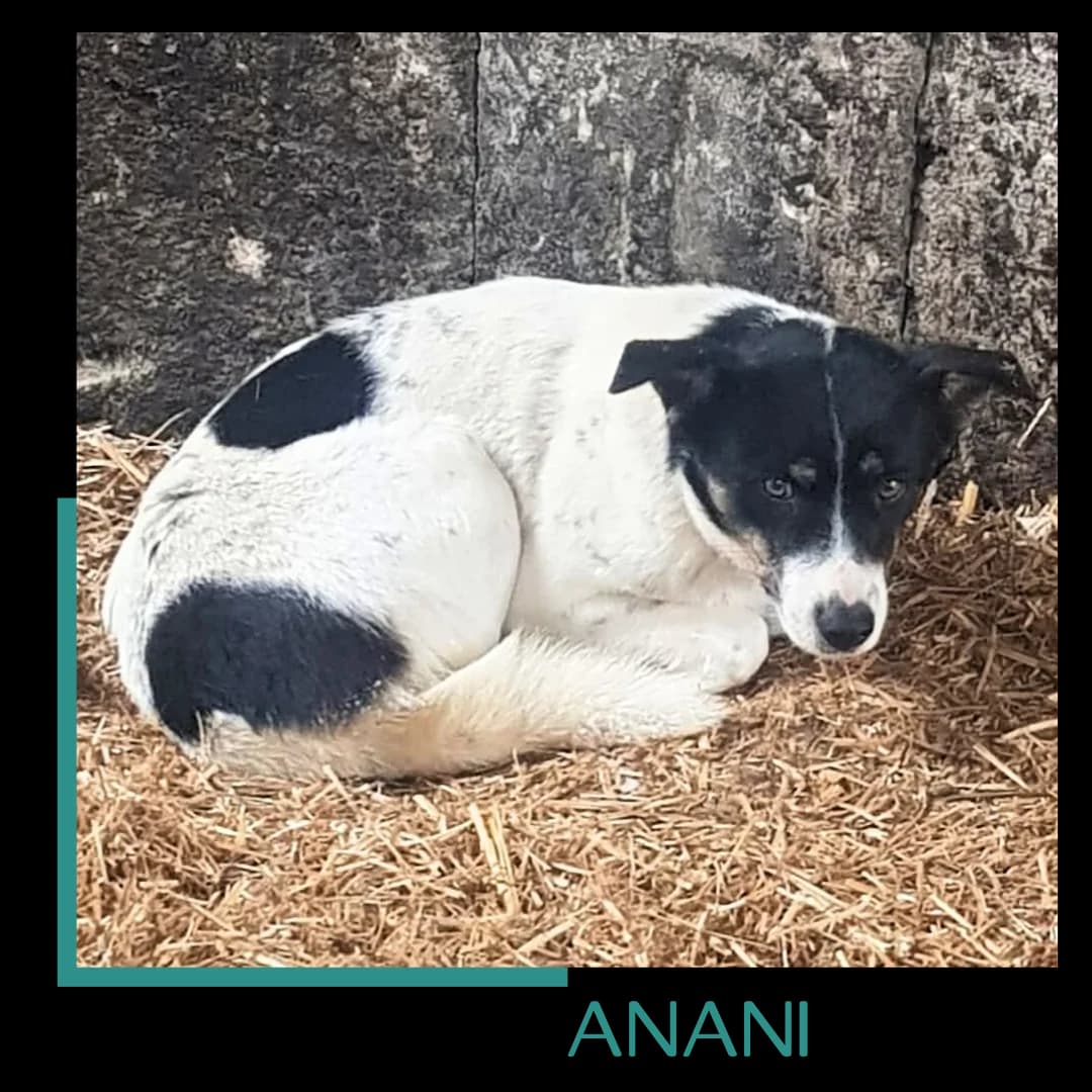 Anani, female 3yo Mixed Breed for adoption at Tiernothilfe Zweite Chance e.V., Bitterfeld - Wolfen