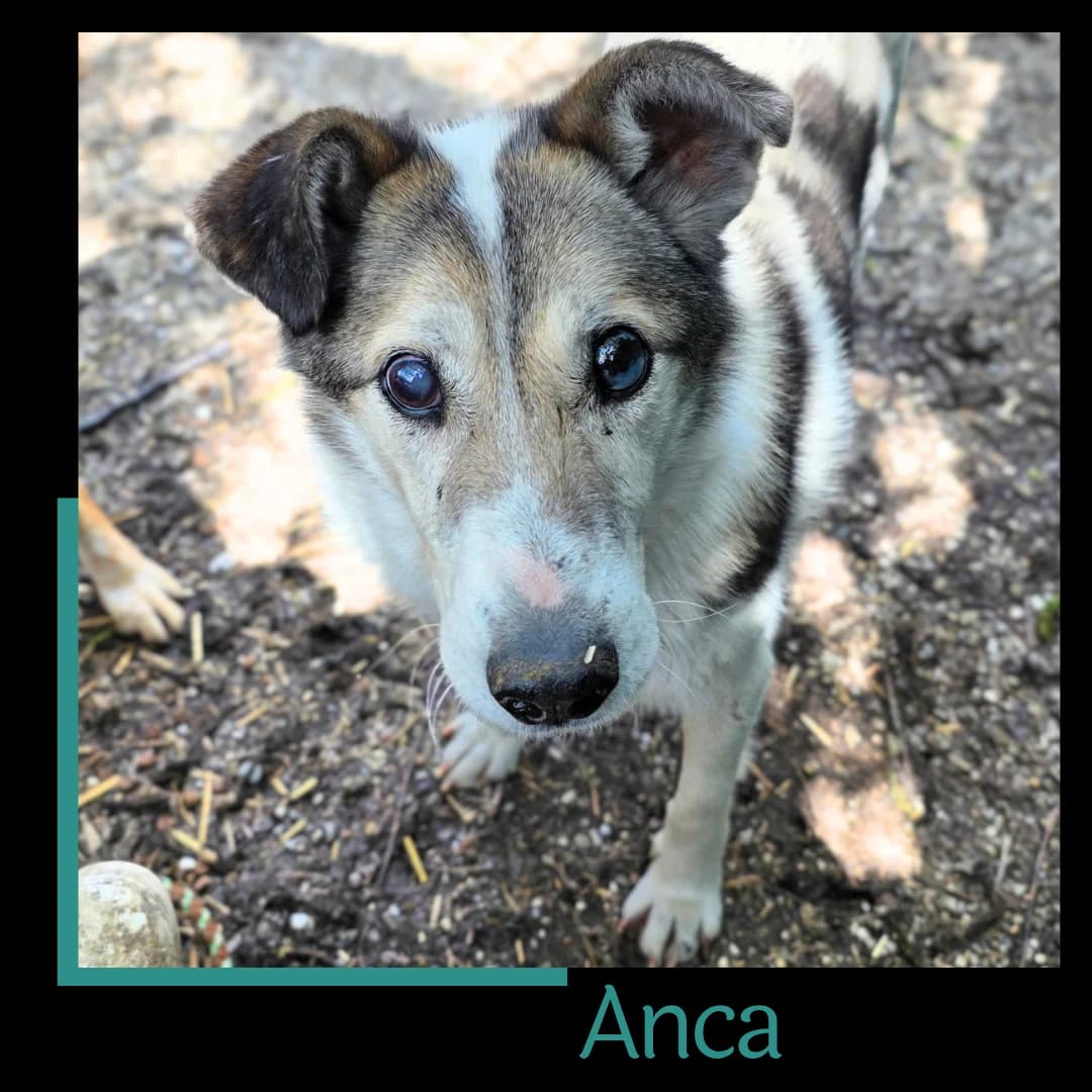 Anca, female senior Mixed Breed for adoption at Tiernothilfe Zweite Chance e.V., Bitterfeld - Wolfen