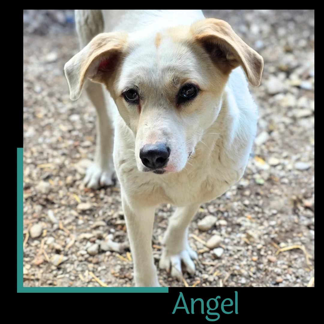 Angel, female 3yo Mixed Breed for adoption at Tiernothilfe Zweite Chance e.V., Bitterfeld - Wolfen