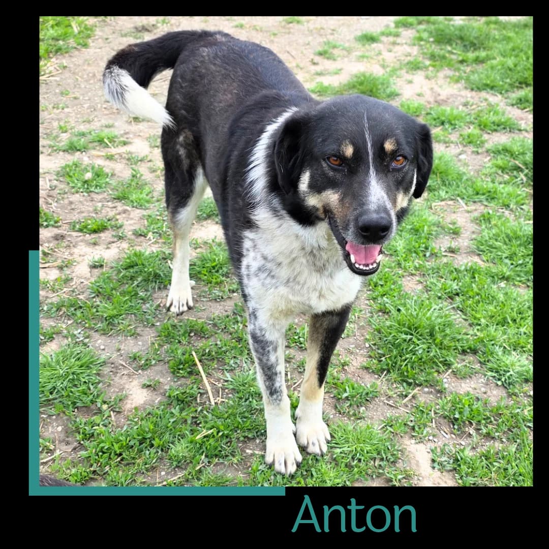 Anton, male 3yo Mixed Breed for adoption at Tiernothilfe Zweite Chance e.V., Bitterfeld - Wolfen