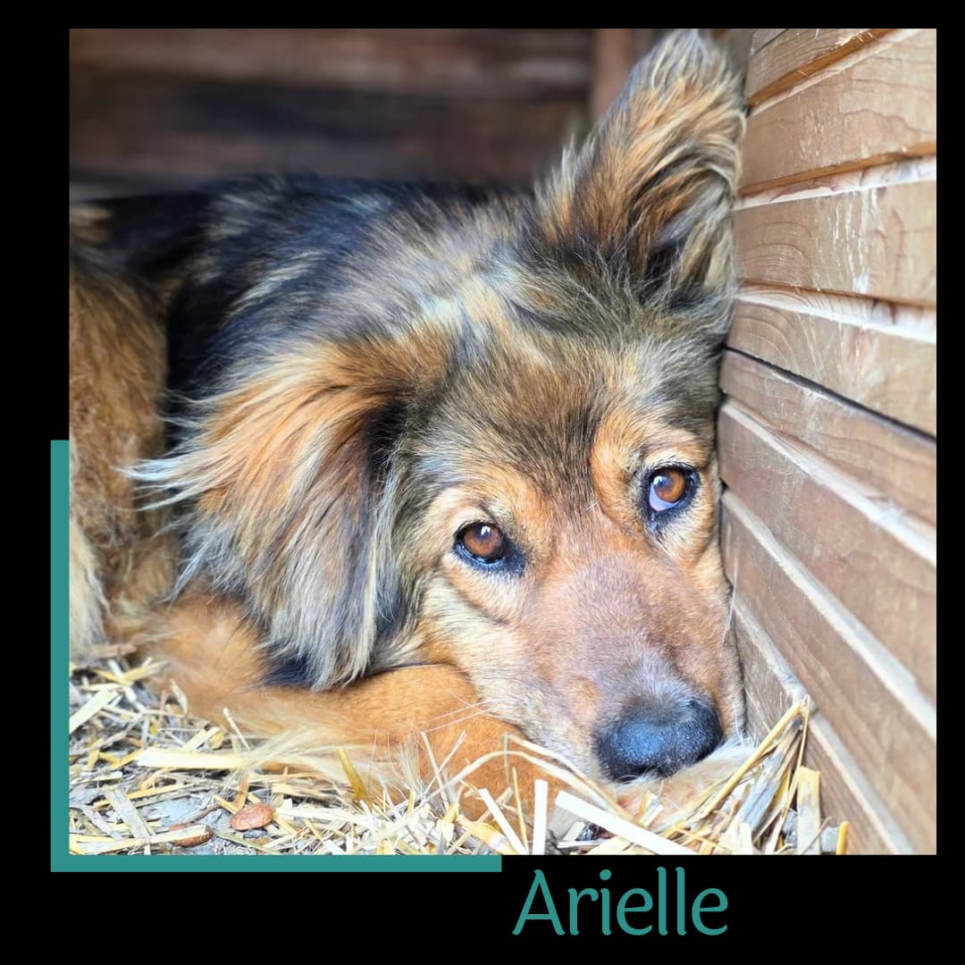 Arielle, female senior Mixed Breed for adoption at Tiernothilfe Zweite Chance e.V., Bitterfeld - Wolfen