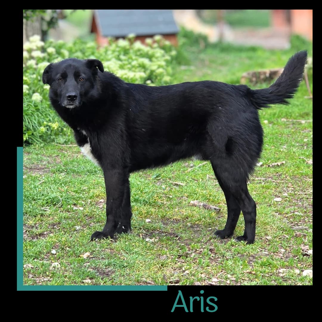 Aris, male 5yo Mixed Breed for adoption at Tiernothilfe Zweite Chance e.V., Bitterfeld - Wolfen