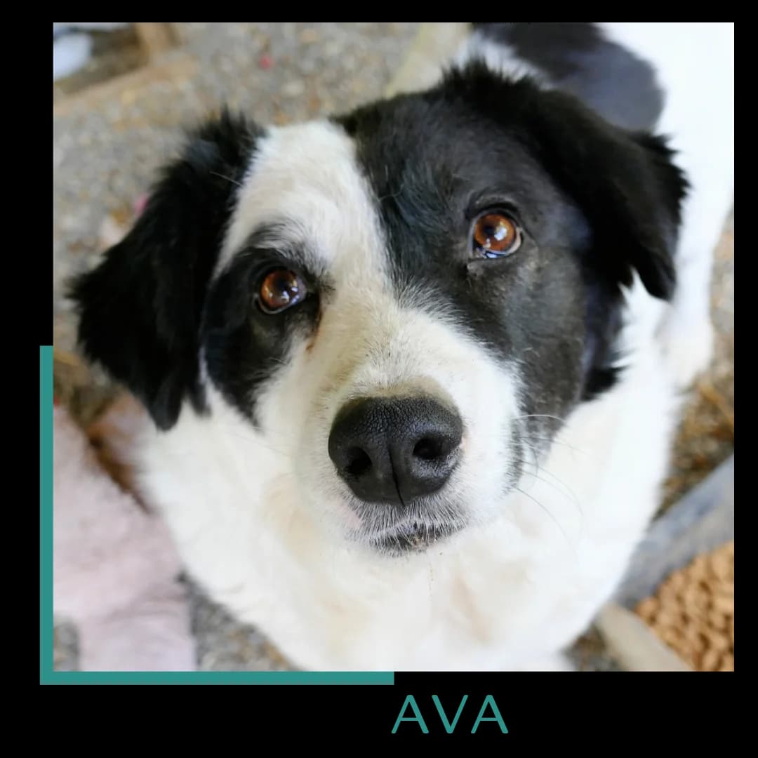 Ava, female senior Mixed Breed for adoption at Tiernothilfe Zweite Chance e.V., Bitterfeld - Wolfen