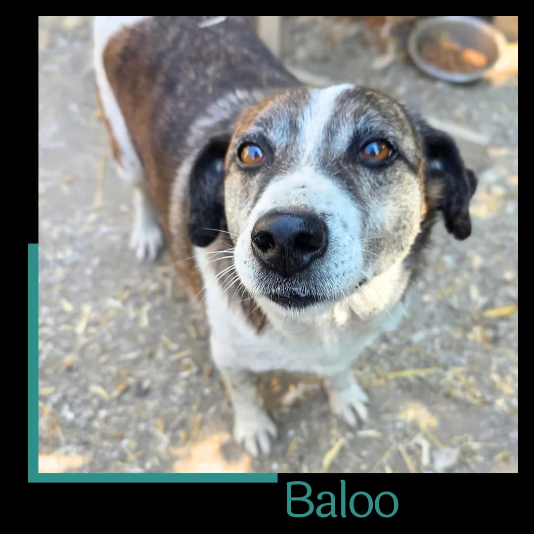 Baloo, male senior Mixed Breed for adoption at Tiernothilfe Zweite Chance e.V., Bitterfeld - Wolfen