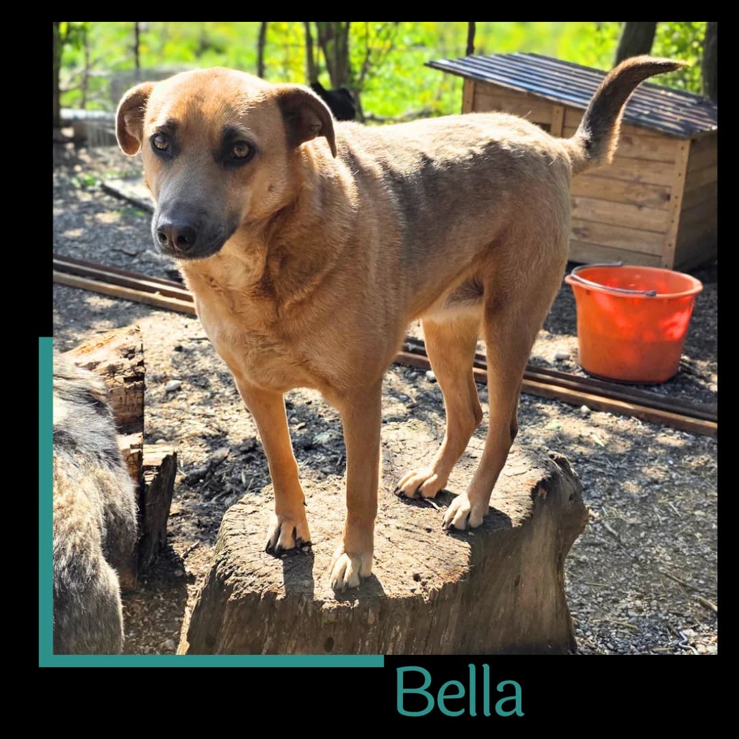 Bella, female 4yo Mixed Breed for adoption at Tiernothilfe Zweite Chance e.V., Bitterfeld - Wolfen
