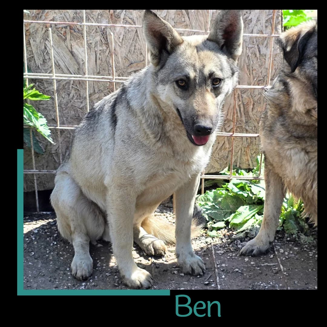 Ben, male young Mixed Breed for adoption at Tiernothilfe Zweite Chance e.V., Bitterfeld - Wolfen