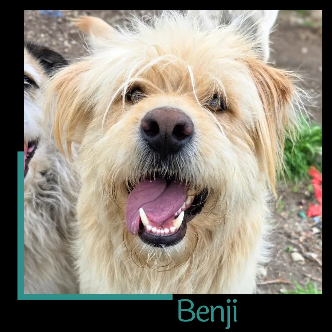 Benji, male 4yo Mixed Breed for adoption at Tiernothilfe Zweite Chance e.V., Bitterfeld - Wolfen