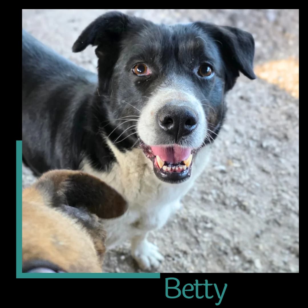 Betty, female 7yo Mixed Breed for adoption at Tiernothilfe Zweite Chance e.V., Bitterfeld - Wolfen