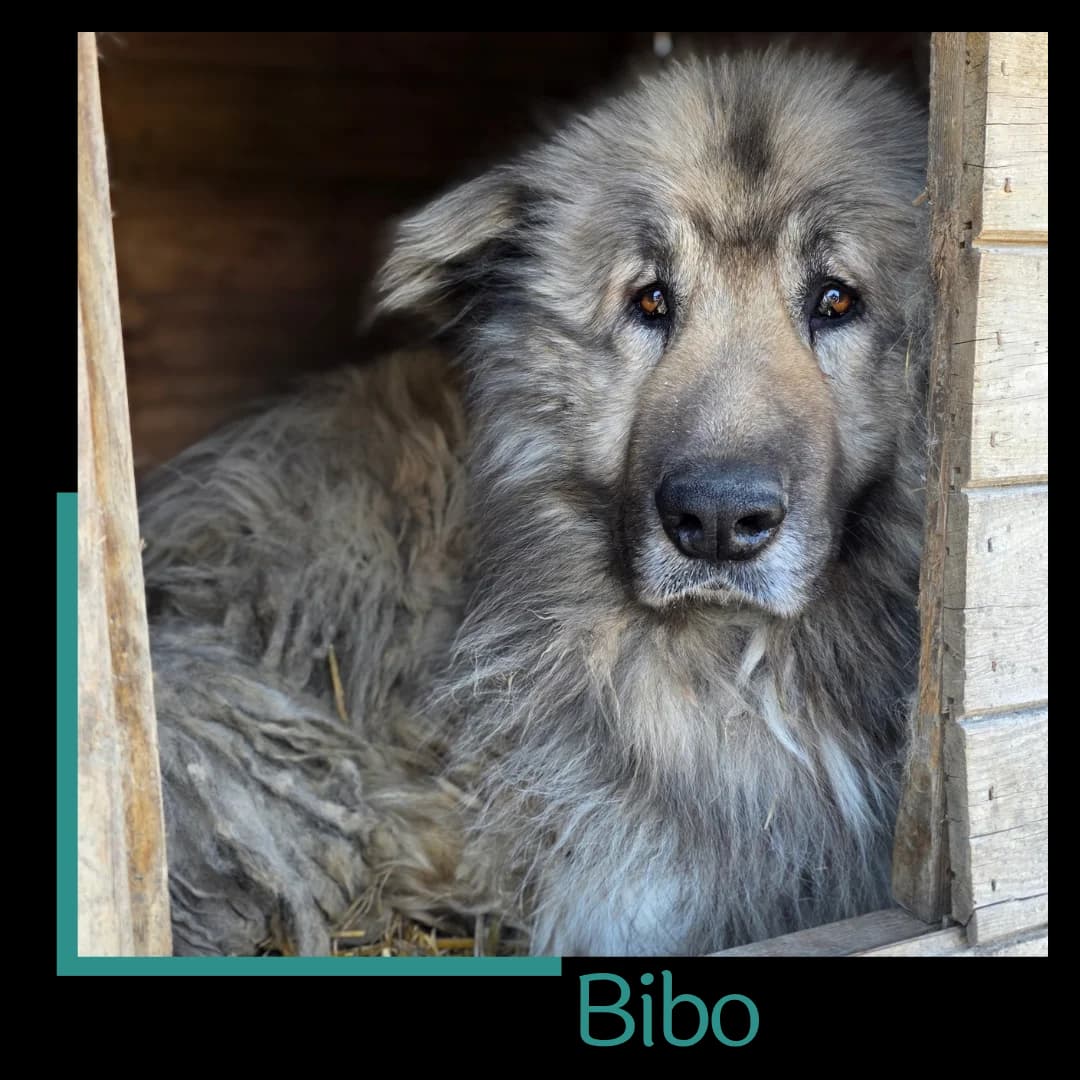 Bibo, male young Mixed Breed for adoption at Tiernothilfe Zweite Chance e.V., Bitterfeld - Wolfen