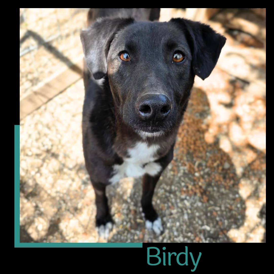 Birdy, male 4yo Mixed Breed for adoption at Tiernothilfe Zweite Chance e.V., Bitterfeld - Wolfen