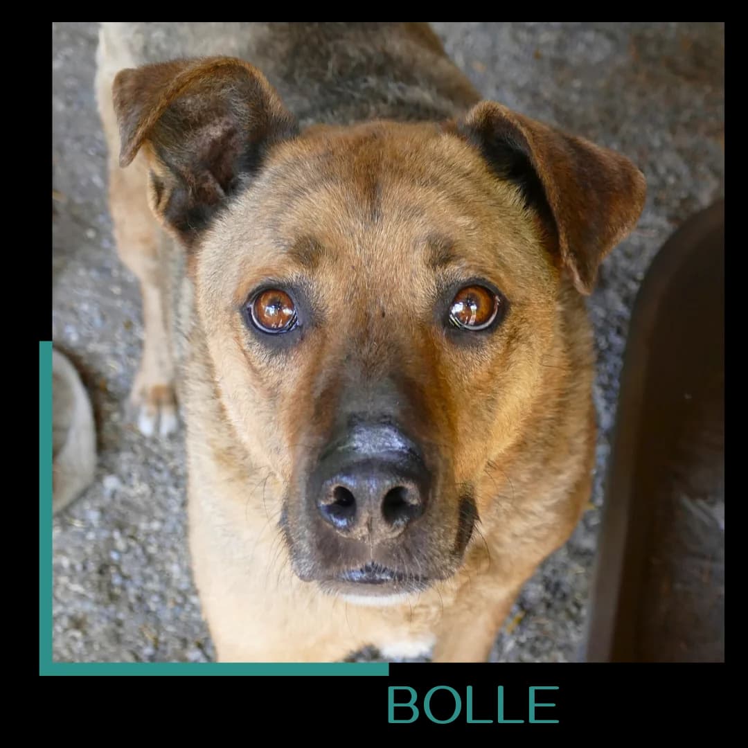 Bolle, male senior Mixed Breed for adoption at Tiernothilfe Zweite Chance e.V., Bitterfeld - Wolfen