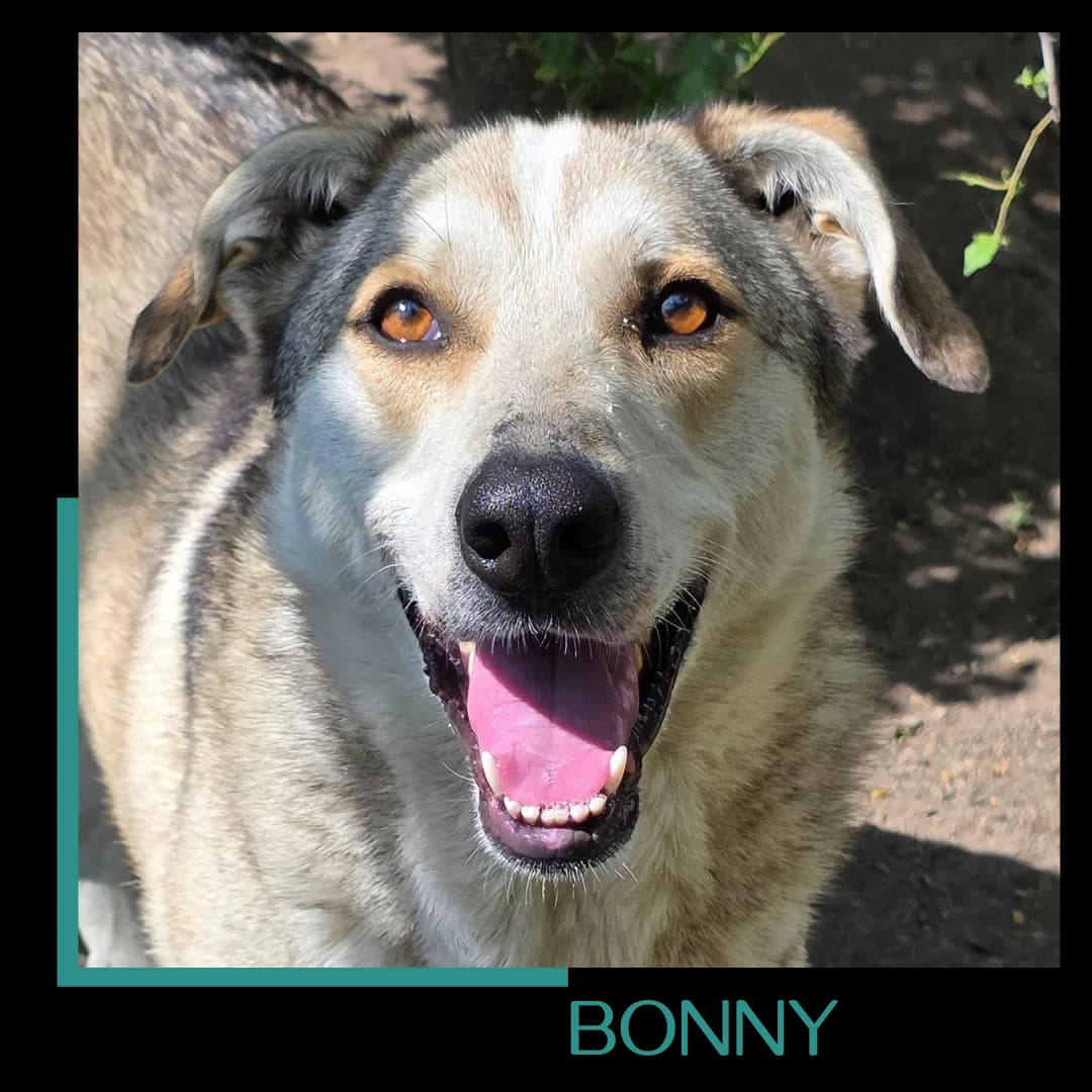 Bonny, female young Mixed Breed for adoption at Tiernothilfe Zweite Chance e.V., Bitterfeld - Wolfen