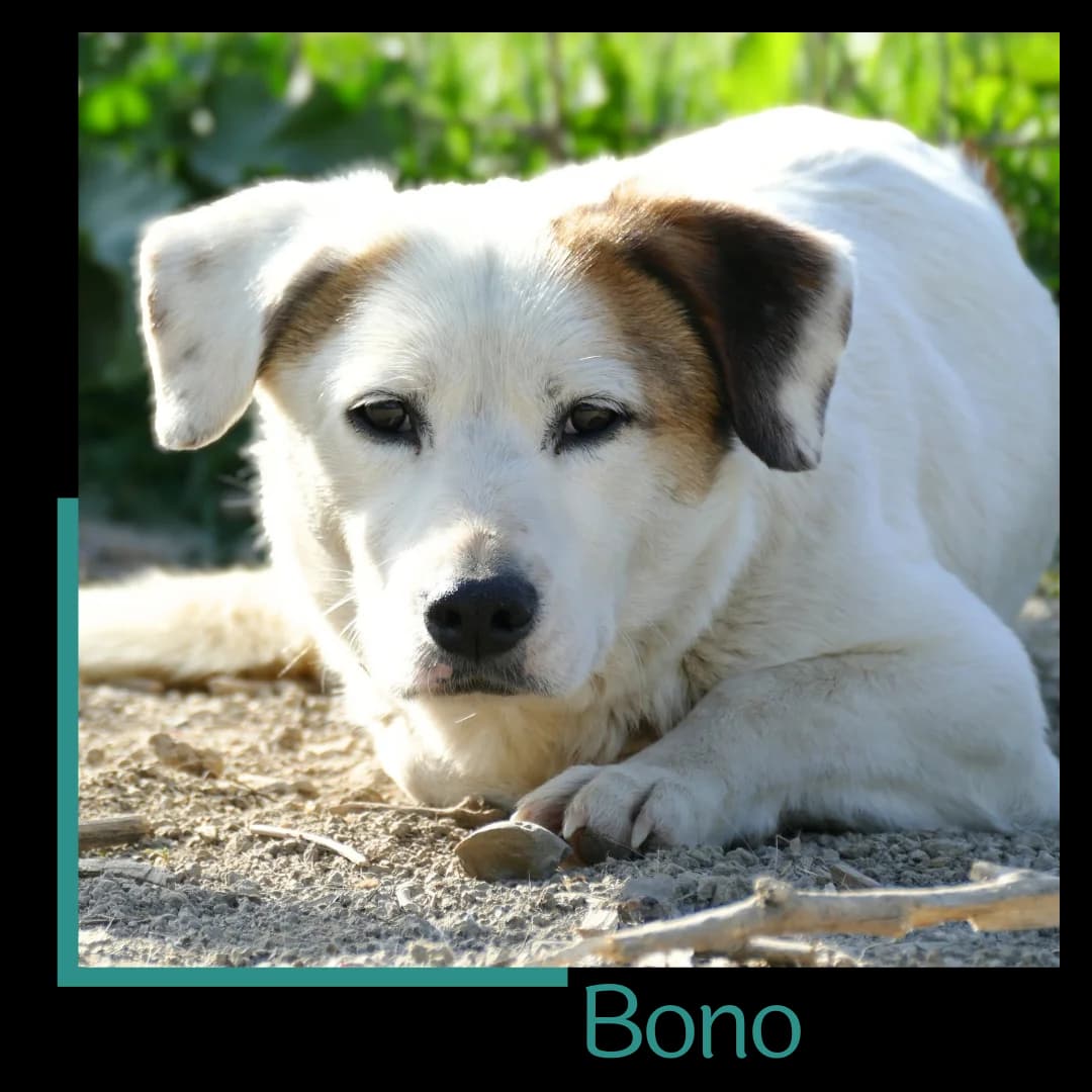 Bono, male 4yo Mixed Breed for adoption at Tiernothilfe Zweite Chance e.V., Bitterfeld - Wolfen