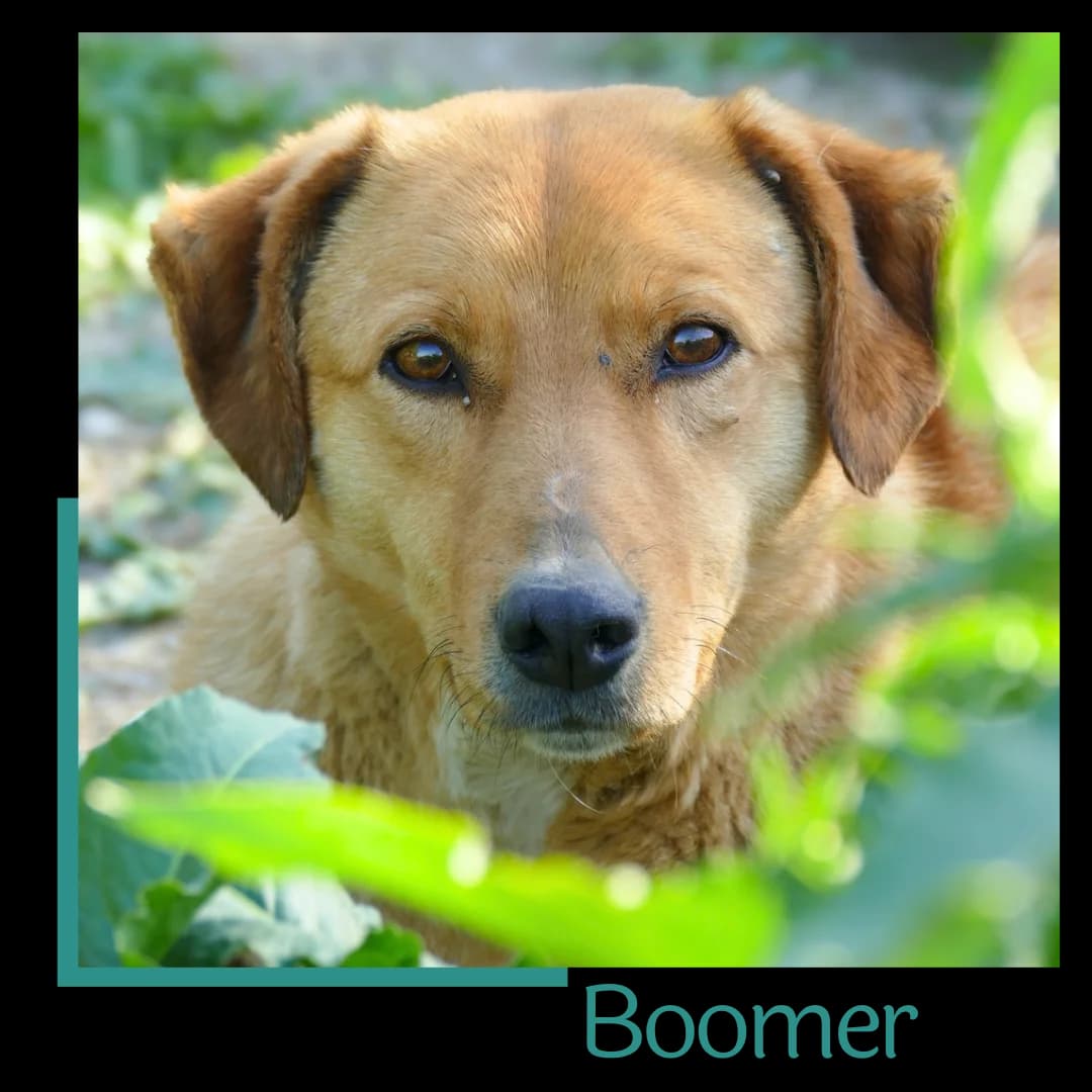 Boomer, male 6yo Mixed Breed for adoption at Tiernothilfe Zweite Chance e.V., Bitterfeld - Wolfen
