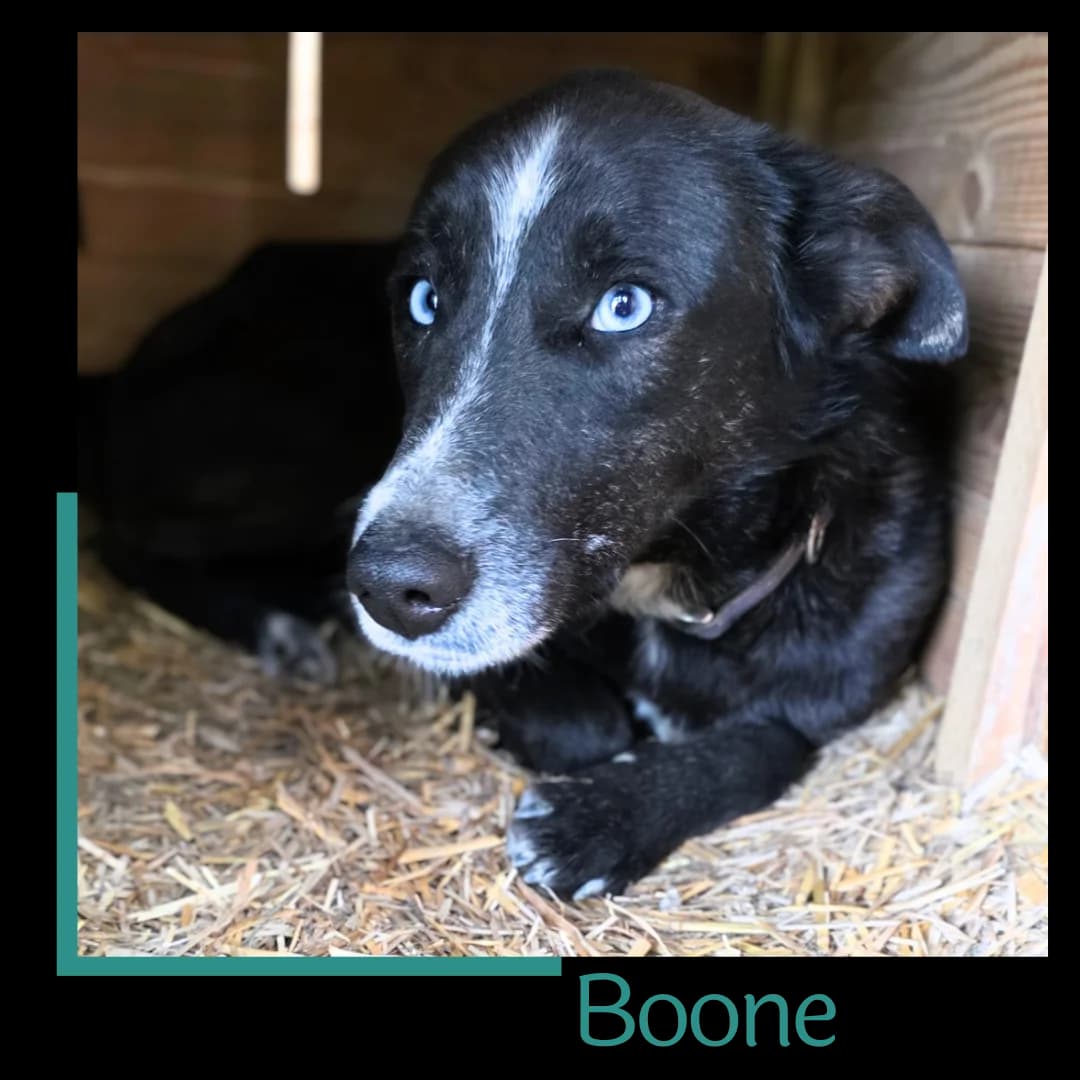 Boone, male 3yo Mixed Breed for adoption at Tiernothilfe Zweite Chance e.V., Bitterfeld - Wolfen