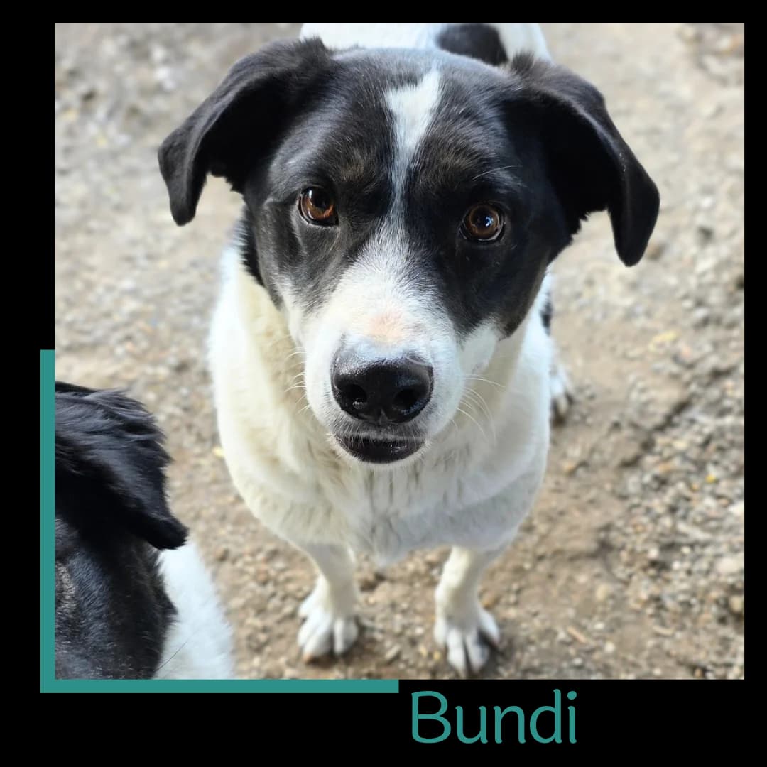 Bundi, male 3yo Mixed Breed for adoption at Tiernothilfe Zweite Chance e.V., Bitterfeld - Wolfen