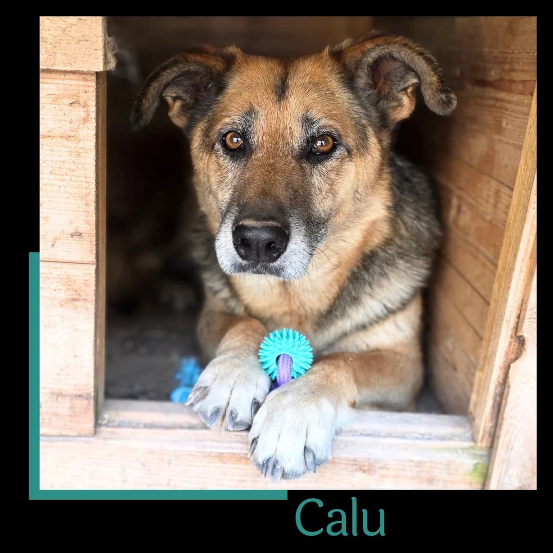 Calu, male senior Mixed Breed for adoption at Tiernothilfe Zweite Chance e.V., Bitterfeld - Wolfen