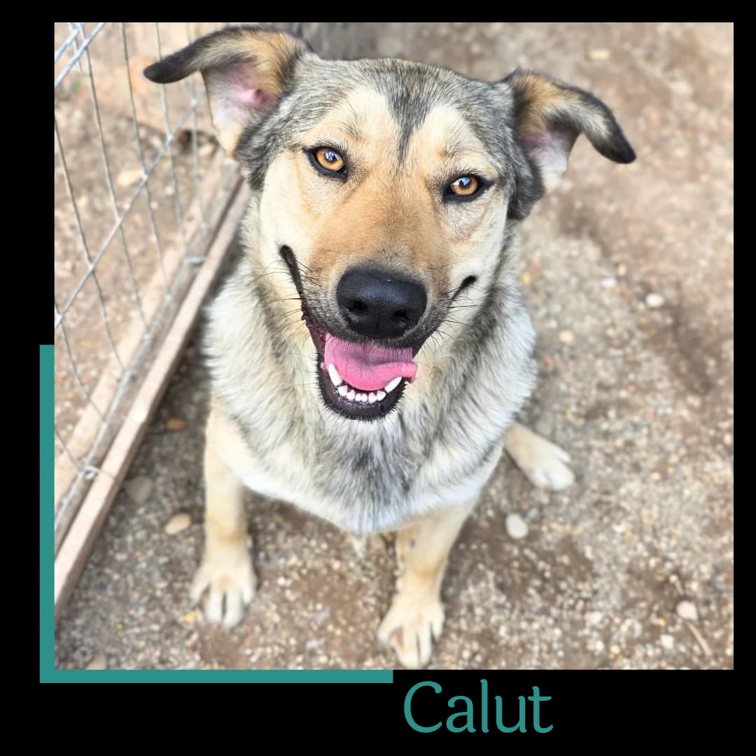 Calut, male Mixed Breed for adoption at Tiernothilfe Zweite Chance e.V., Bitterfeld - Wolfen