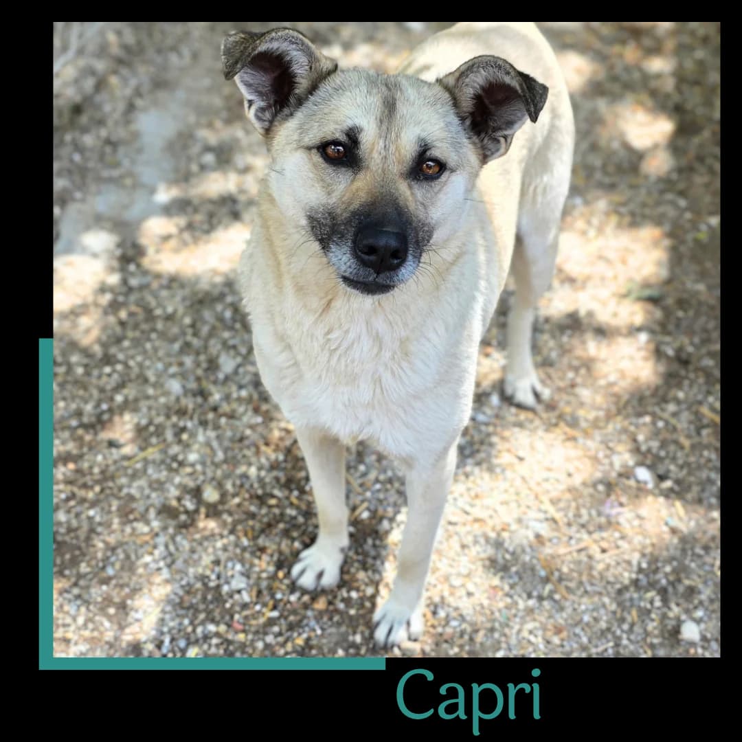 Capri, female 3yo Mixed Breed for adoption at Tiernothilfe Zweite Chance e.V., Bitterfeld - Wolfen