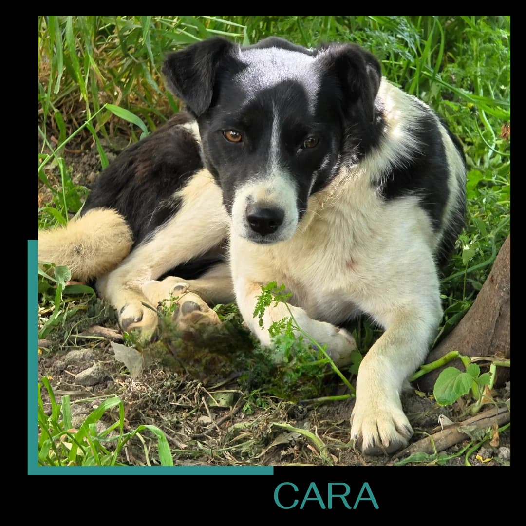 Cara, female 3yo Mixed Breed for adoption at Tiernothilfe Zweite Chance e.V., Bitterfeld - Wolfen