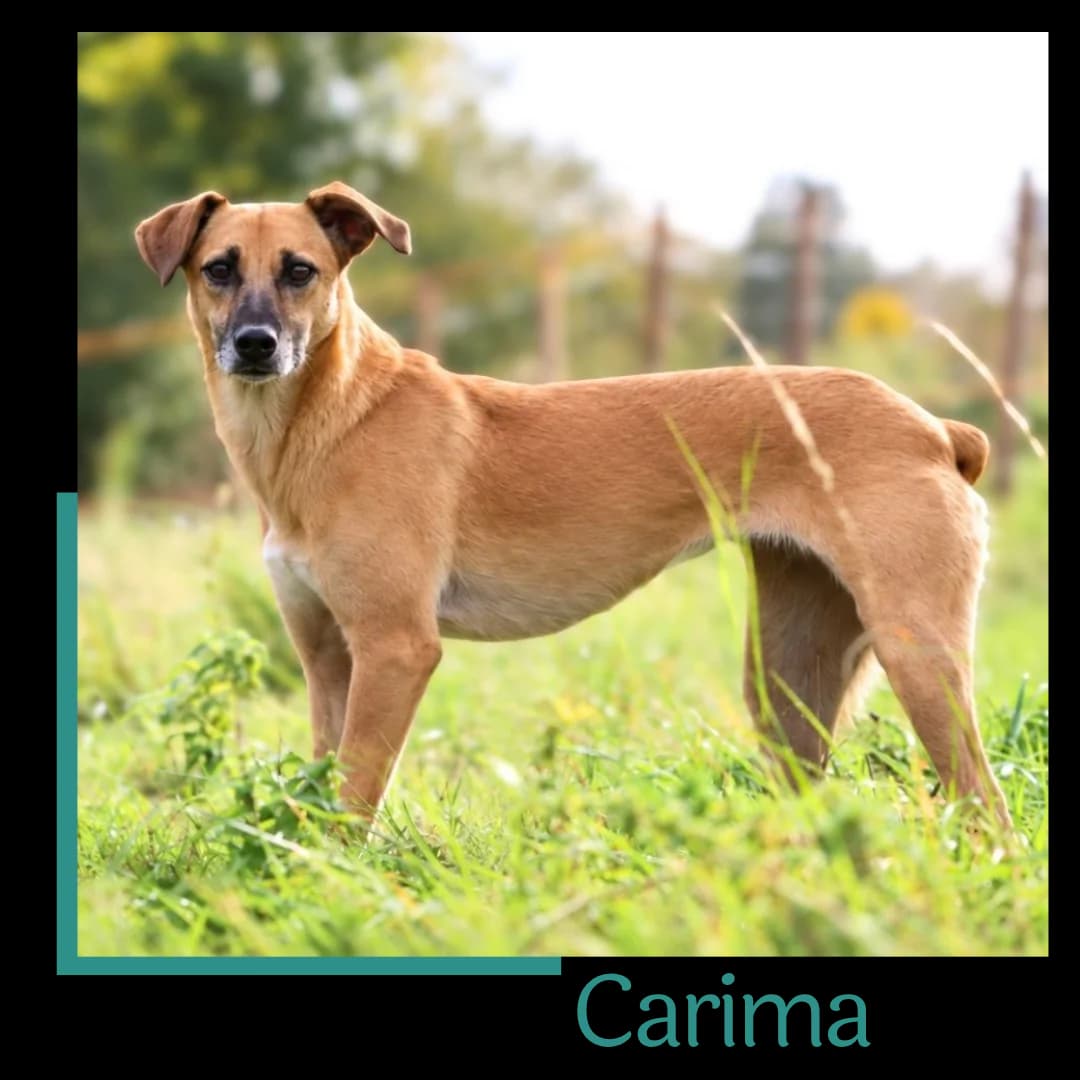 Carima, female 4yo Mixed Breed for adoption at Tiernothilfe Zweite Chance e.V., Bitterfeld - Wolfen