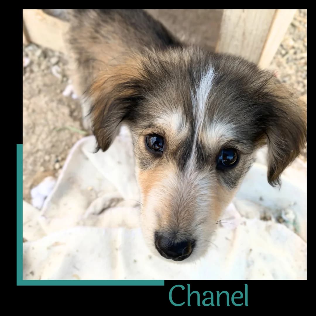 Chanel, female Mixed Breed for adoption at Tiernothilfe Zweite Chance e.V., Bitterfeld - Wolfen