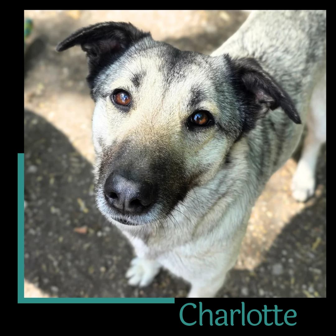 Charlotte, female young Mixed Breed for adoption at Tiernothilfe Zweite Chance e.V., Bitterfeld - Wolfen