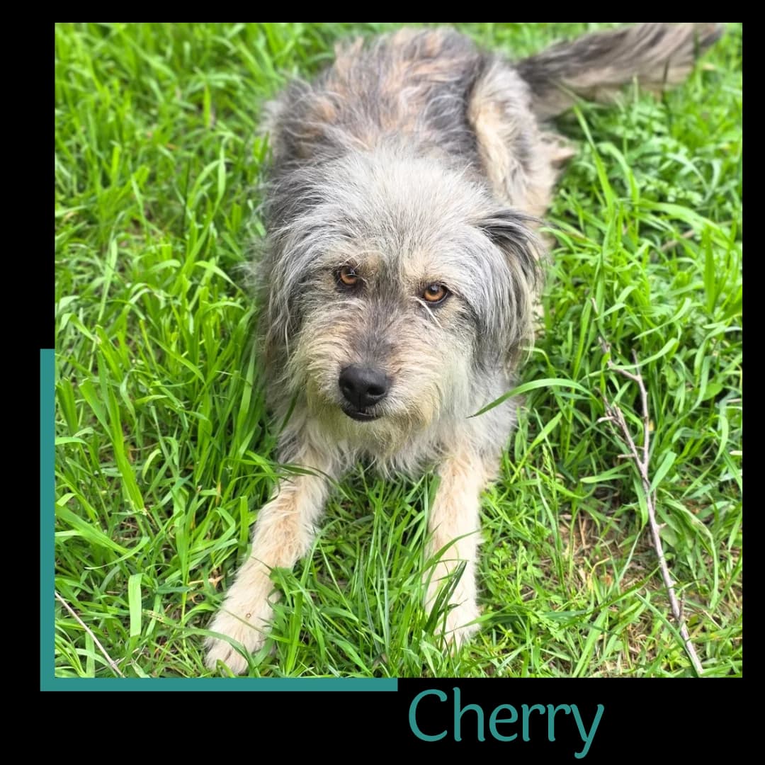 Cherry, female puppy Mixed Breed for adoption at Tiernothilfe Zweite Chance e.V., Bitterfeld - Wolfen