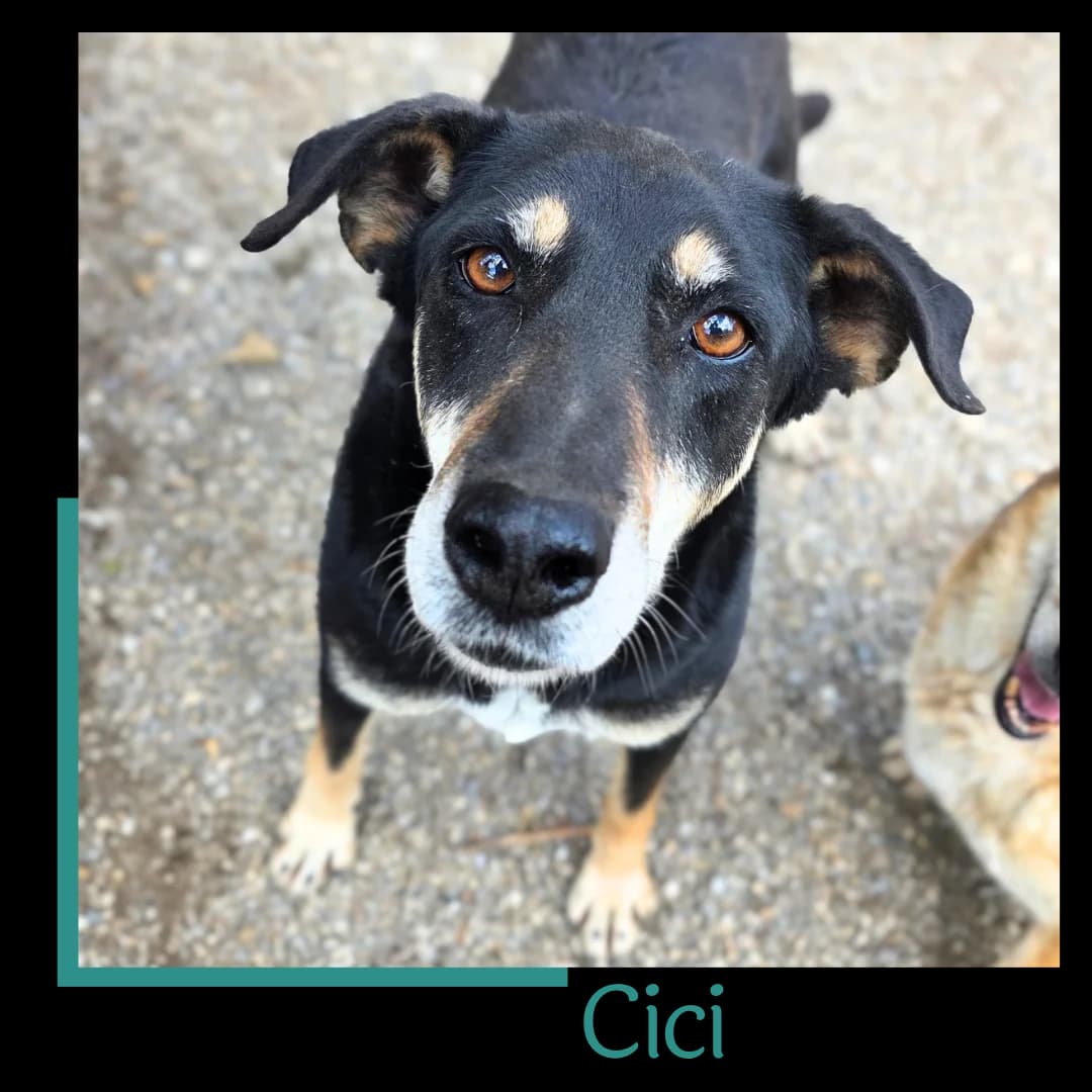 Cici, female senior Mixed Breed for adoption at Tiernothilfe Zweite Chance e.V., Bitterfeld - Wolfen
