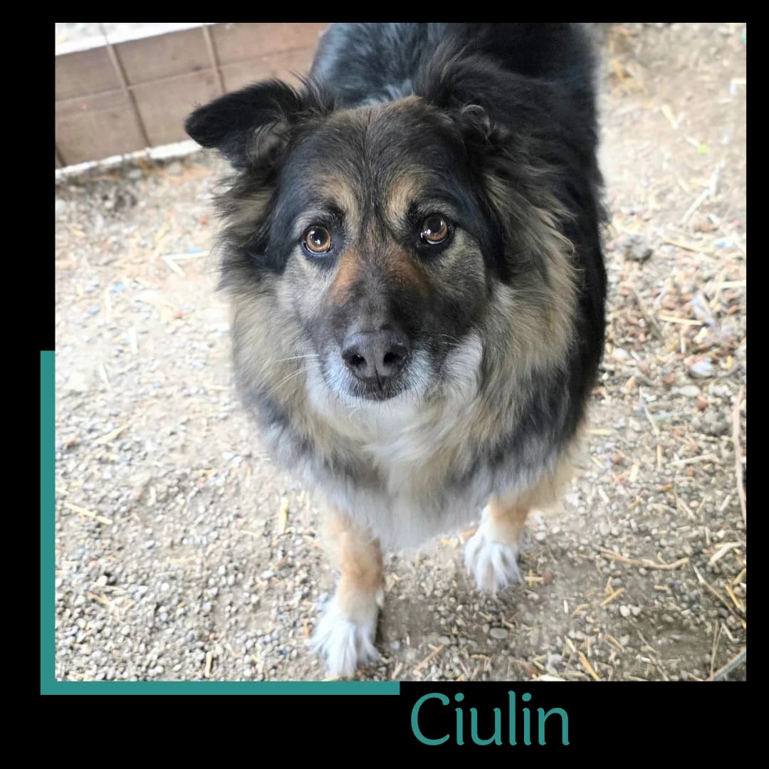 Ciulin, male senior Mixed Breed for adoption at Tiernothilfe Zweite Chance e.V., Bitterfeld - Wolfen